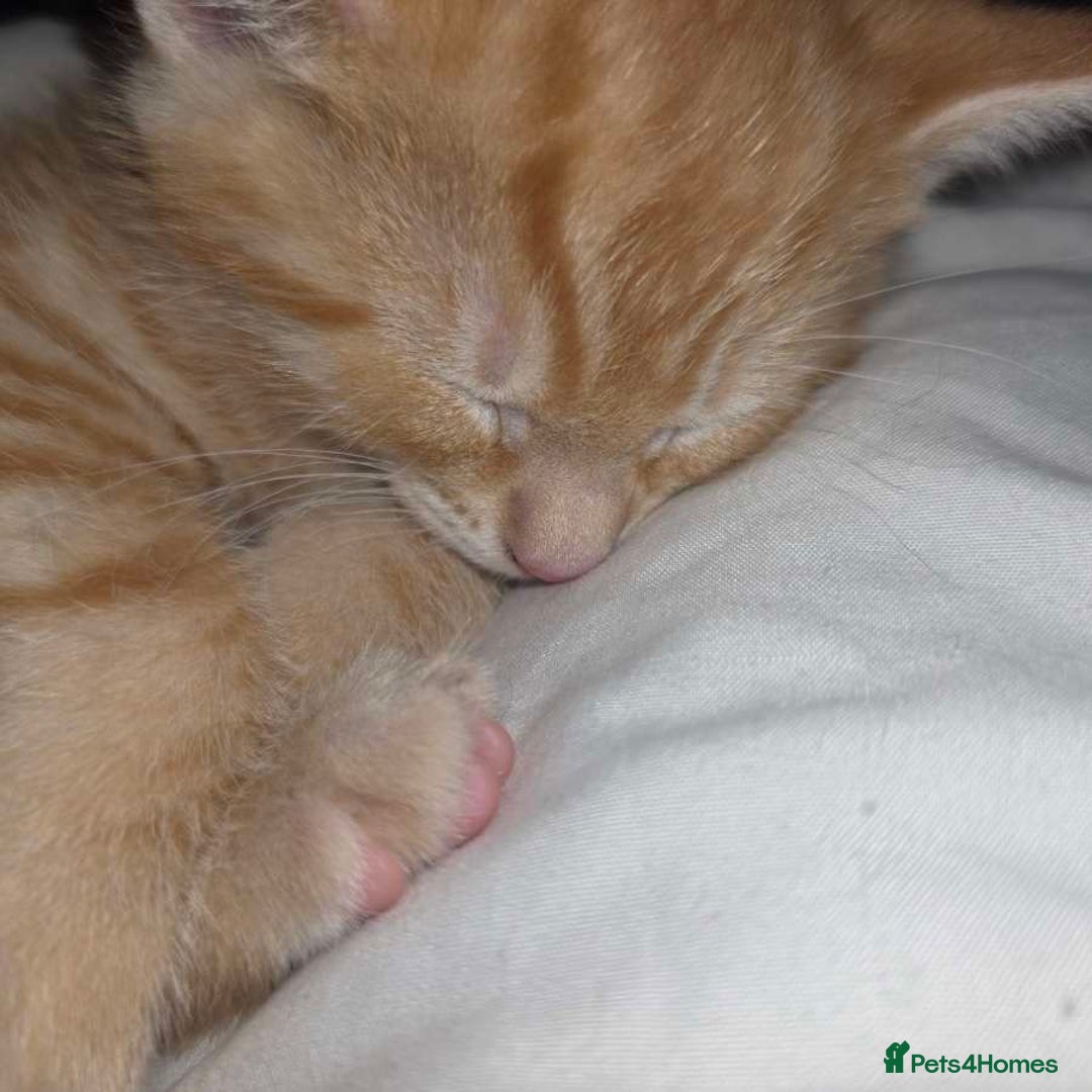 Mixed Breed cats for sale: 1 ginger male and 1 black male - Image 16