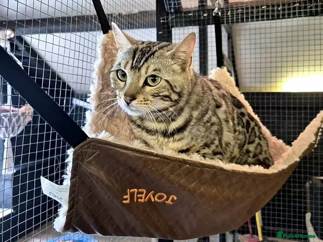 Bengal cats for stud: Silver Bengal Stud 🩶 TICA REG N DNA CLEAR - Advert 3