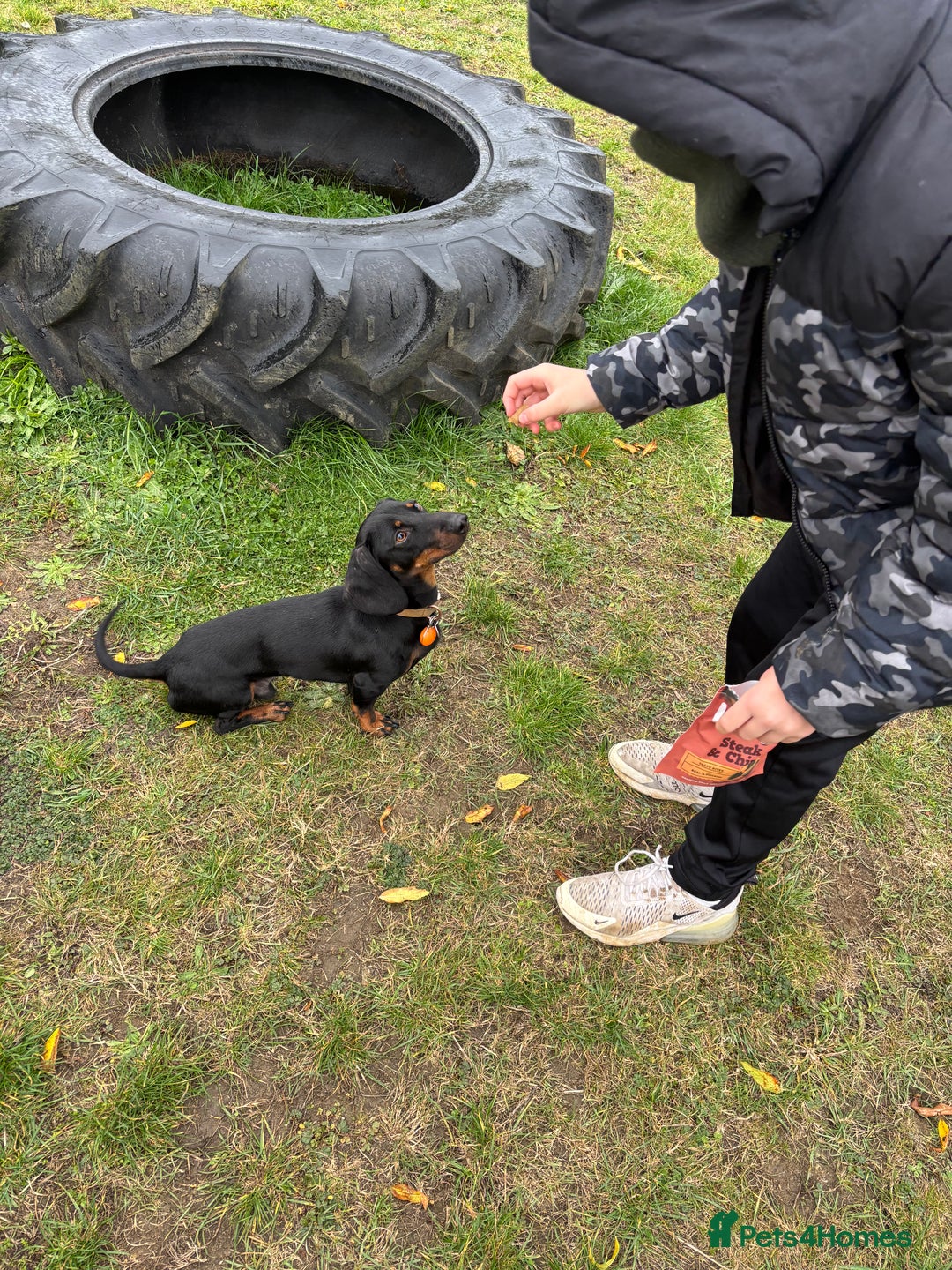 Miniature Dachshund dogs for sale: Miniature Dachshund Needing New Home  - Image 2