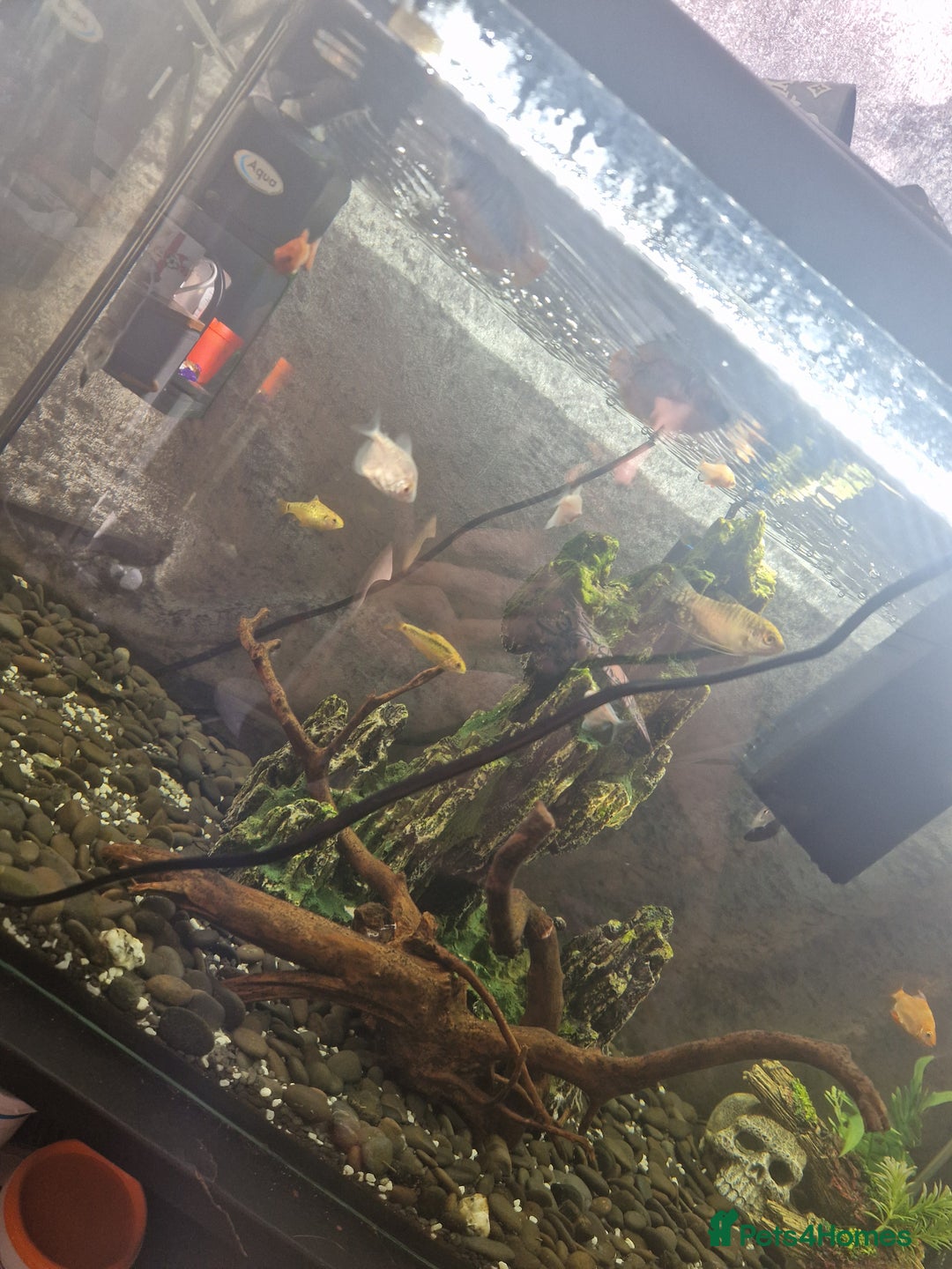 Barbs fish for sale: 110 litre full tropical set up  - Image 3