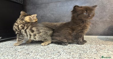 Mixed Breed cats - Advert 1
