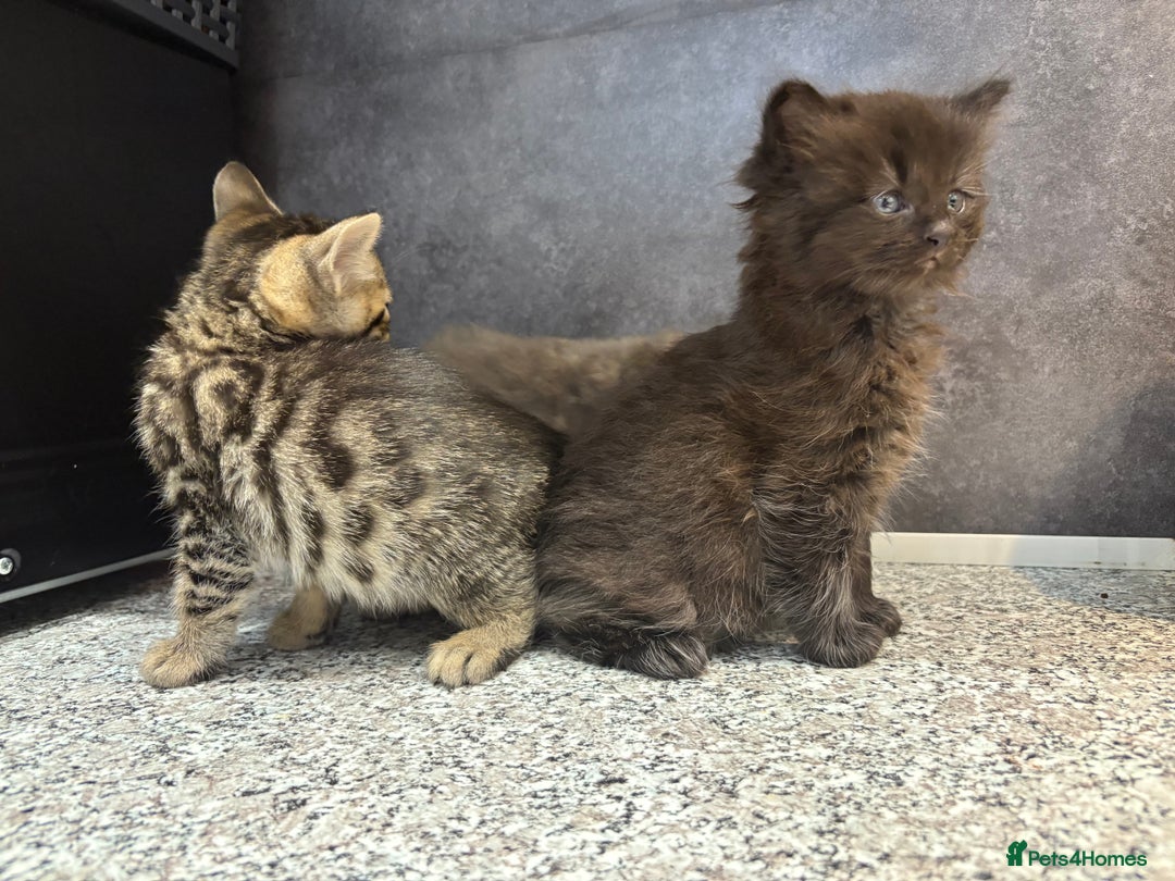 Mixed Breed cats for sale: Ragdoll cross British long hair kittens  - Image 3
