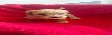 Cockapoo 7