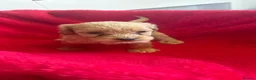 Cockapoo dogs for sale: Our Beautiful Cockapoo Puppys ❤️ - Advert 15