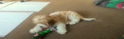 Cavachon dogs for sale: Princess - Advert 2