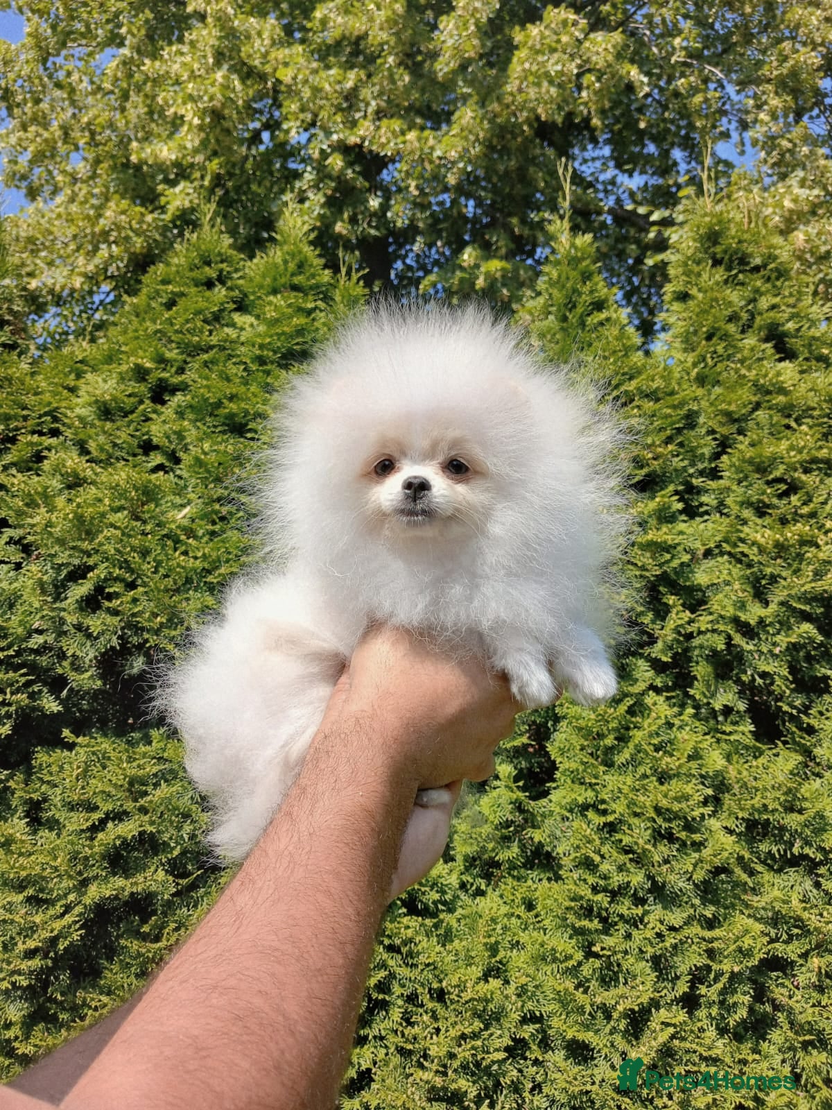 Pomeranian dogs Teddy Bear Pomeranian Boy - Advert 1