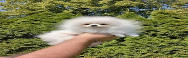 Pomeranian 