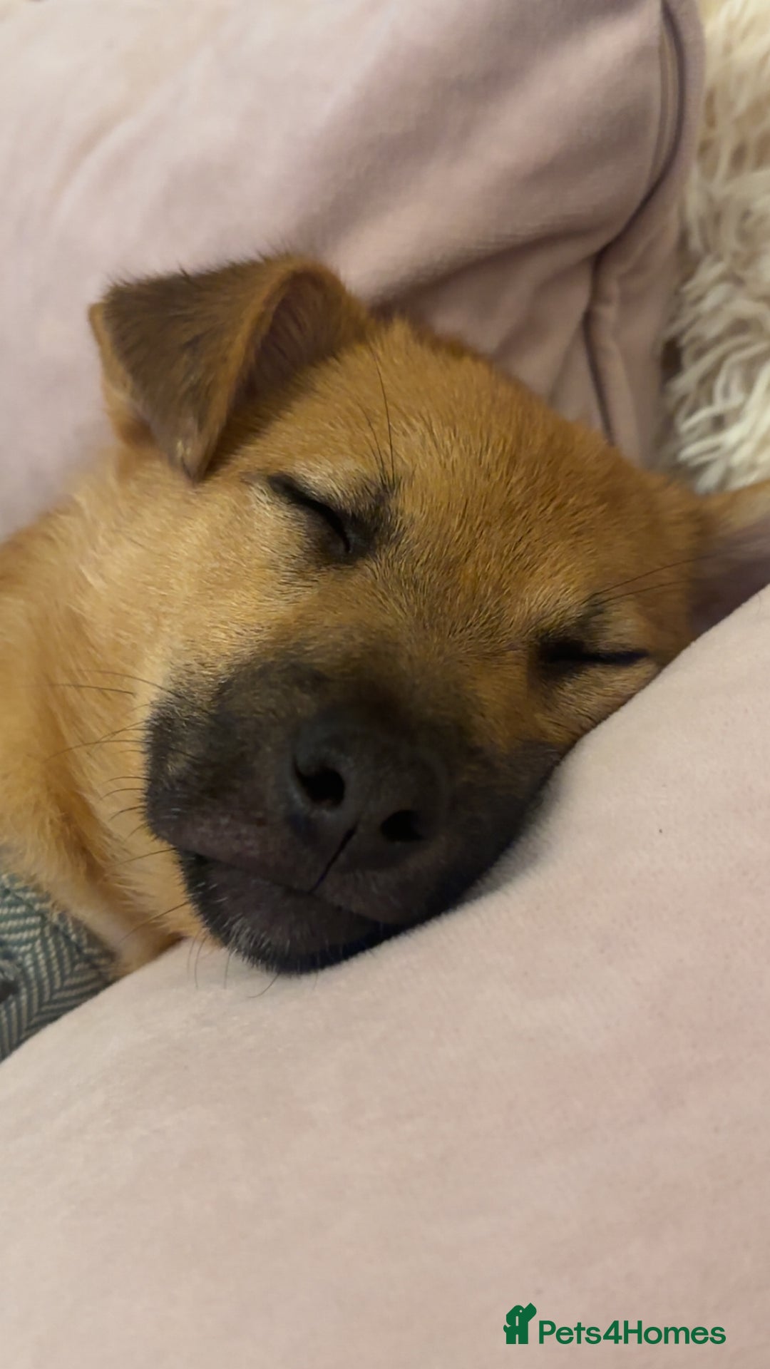 Mixed Breed dogs for sale: 7 month old jack Russell x Pomeranian for sale  - Image 3