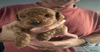 Toy Poodle dogs - Advert 1