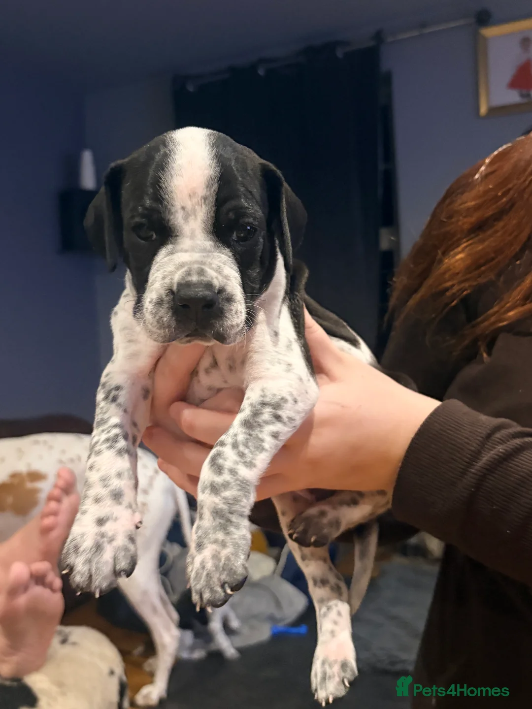 Pointer dogs for sale: Last gorgeous puppy looking for a loving home  - Advert 30