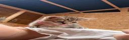 Mixed Breed cats for sale: Beautiful Bengal X kittens for sale  - Advert 3