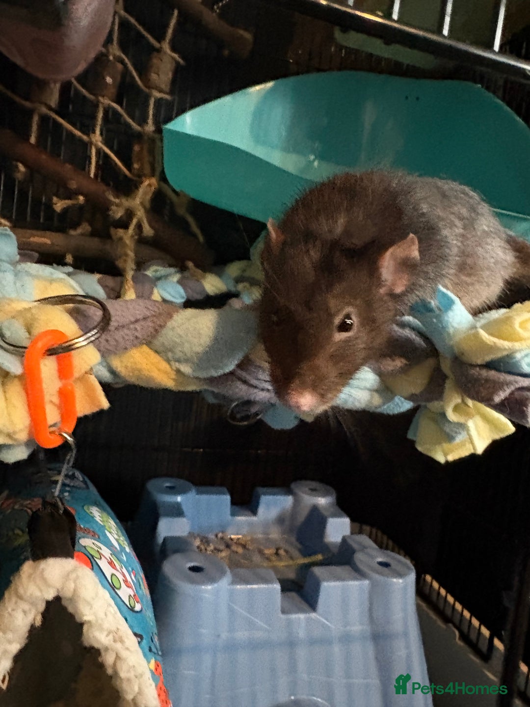 Rat rodents for sale: X2 female rats and cage  - Advert 4