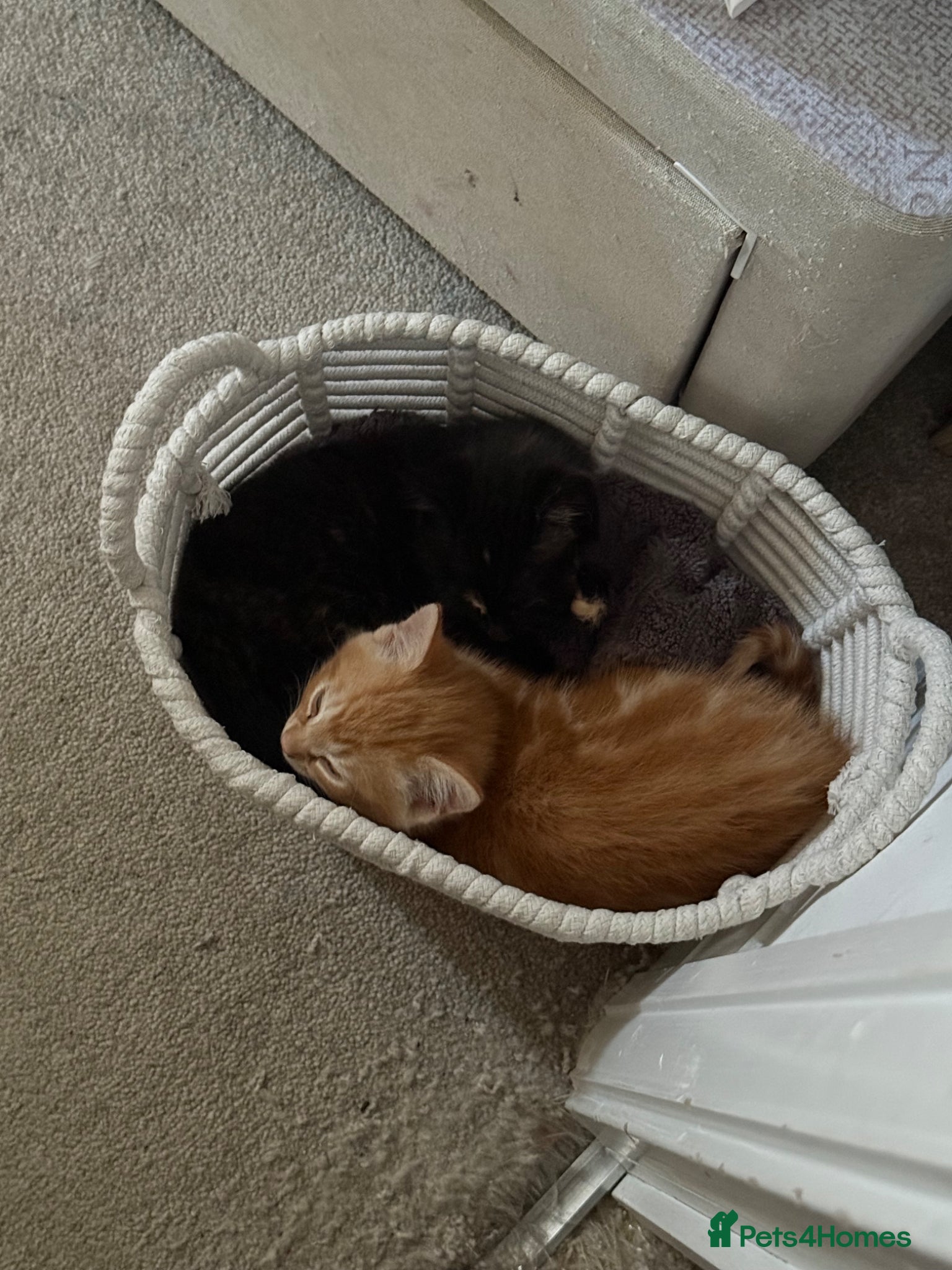 Mixed Breed cats Two kittens for sale  - Advert 1