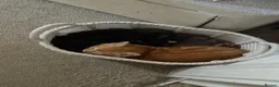 Mixed Breed cats for sale: Two kittens for sale  - Advert 1