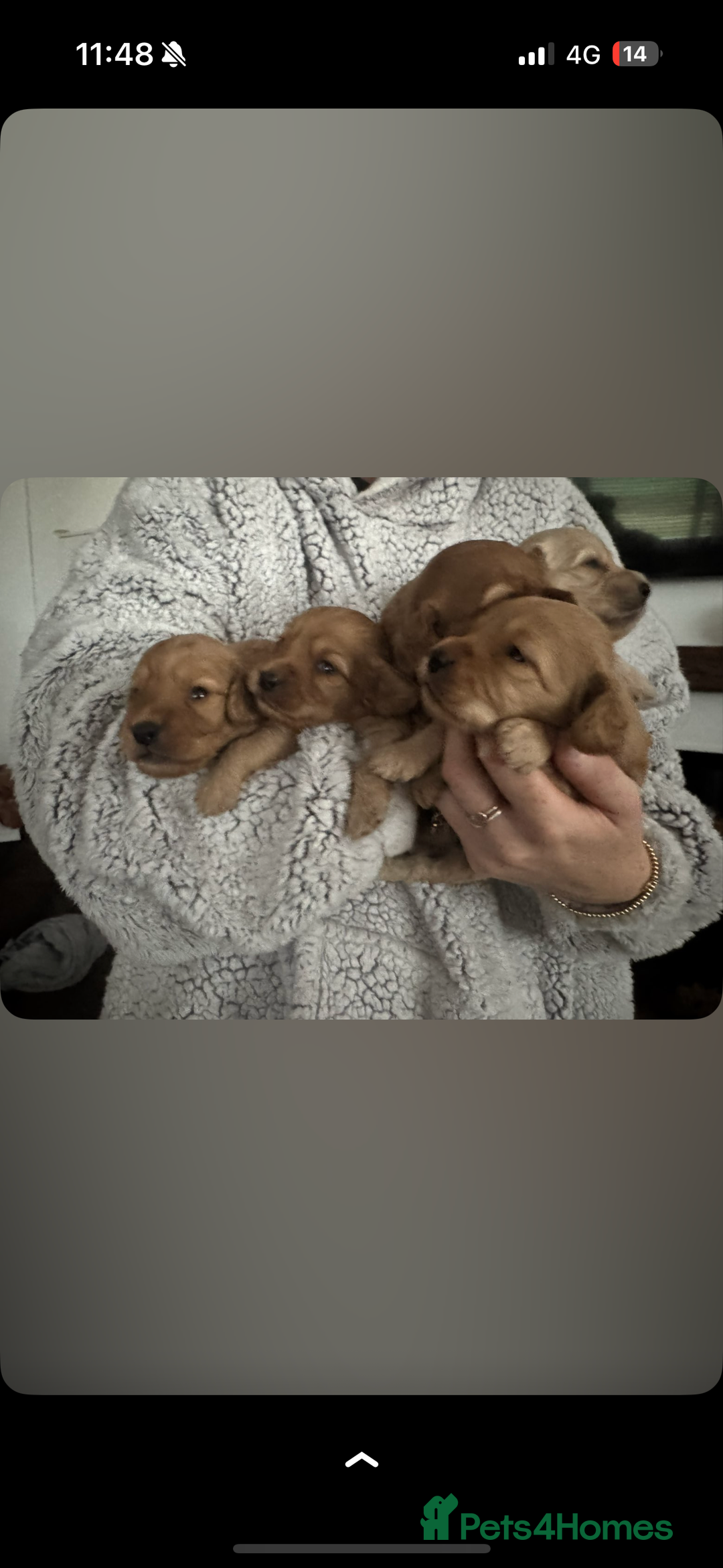 Cockapoo dogs for sale: 5 f1 cockerpoo puppies  - Image 5