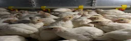 Quail poultry for sale: Any ages English White, Estonian breeds of quails  - Advert 6