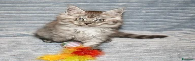 Maine Coon 6