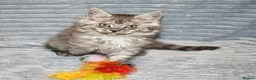 Maine Coon cats for sale: Maine Coon Kittens looking for their forever home - Advert 7