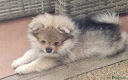 Mixed Breed dogs for sale: Ready now Pomeranian cross. ( Lapponian ) - Image 29