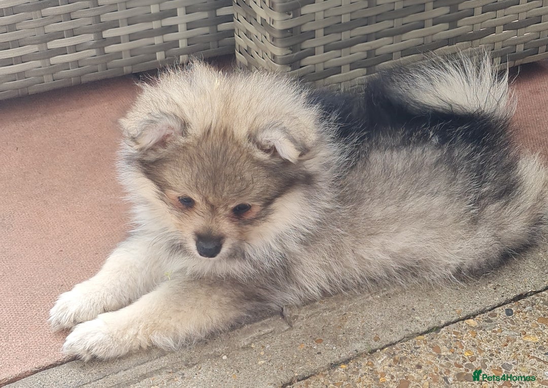 Mixed Breed dogs for sale: Ready now Pomeranian cross. ( Lapponian ) - Image 29
