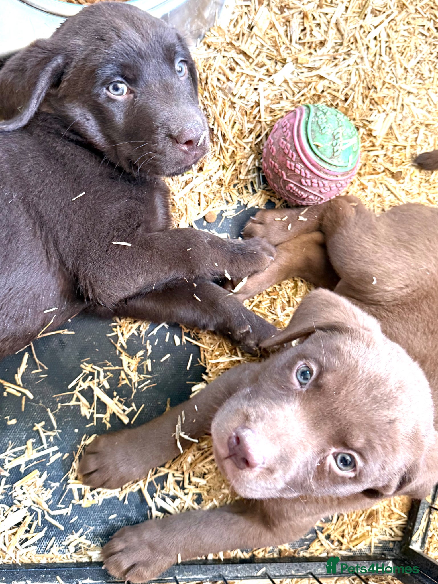 Labrador Retriever dogs Absolutely stunning KC Registered puppies for sale - Advert 1