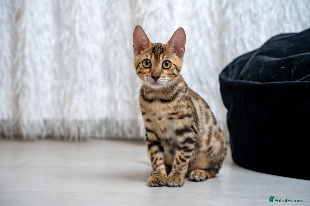 Bengal cats for sale: Stunning Bengal Girl- Top TICA pedigree- Ready NOW - Advert 8