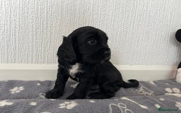 Cockalier dogs for sale: Cavalier x cocker spaniel puppies  - Image 7