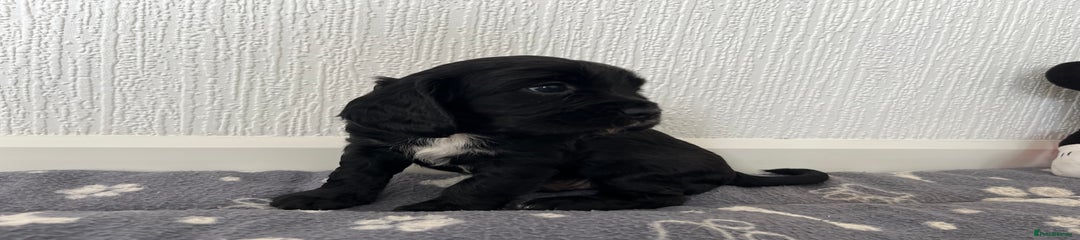Cockalier Puppy 1
