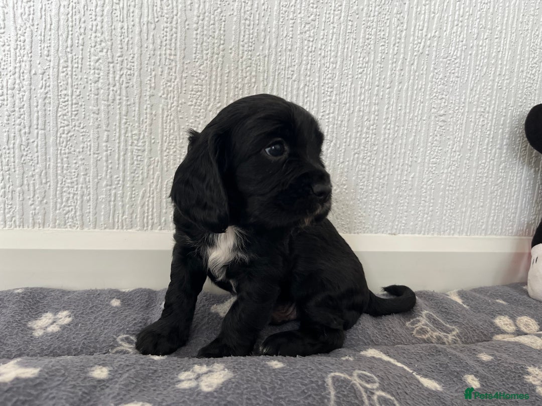Cockalier dogs for sale: Cavalier x cocker spaniel puppies  - Image 7