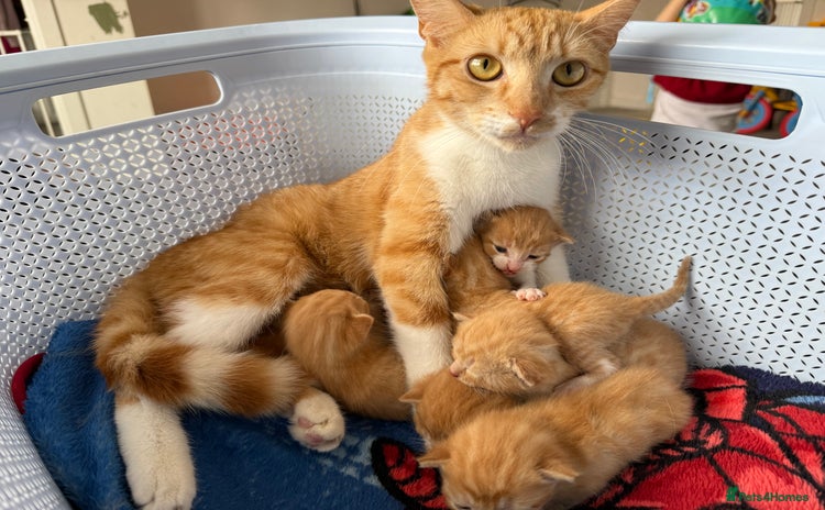 Mixed Breed cats - Advert 4