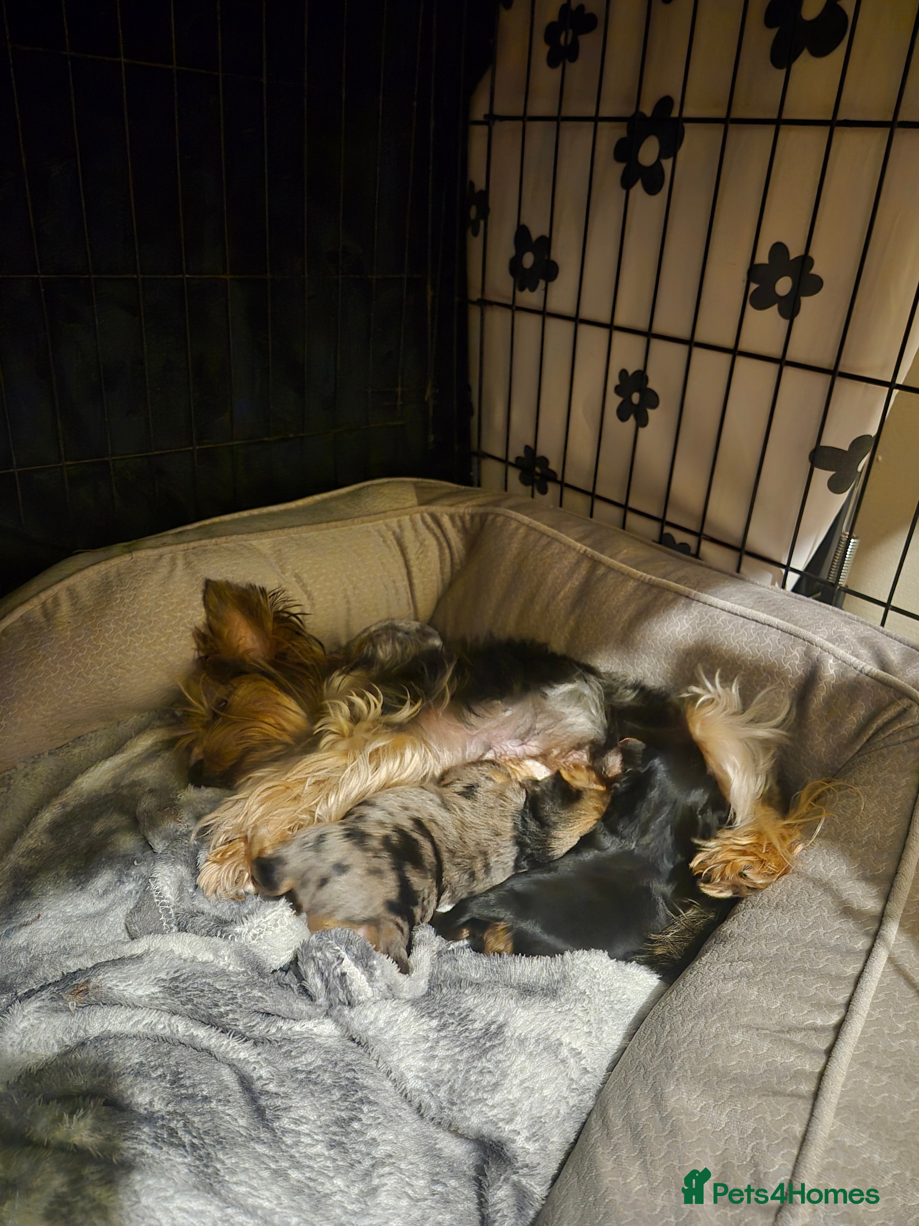 Yorkshire Terrier dogs Only boy available🐶 - Advert 1