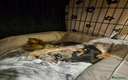 Yorkshire Terrier dogs for sale: Miniature yorkshire puppies - Image 1