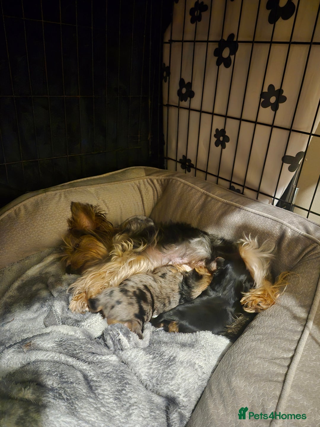 Yorkshire Terrier dogs for sale: Miniature yorkshire puppies - Image 1