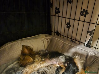 Yorkshire Terrier dogs for sale - Advert 1