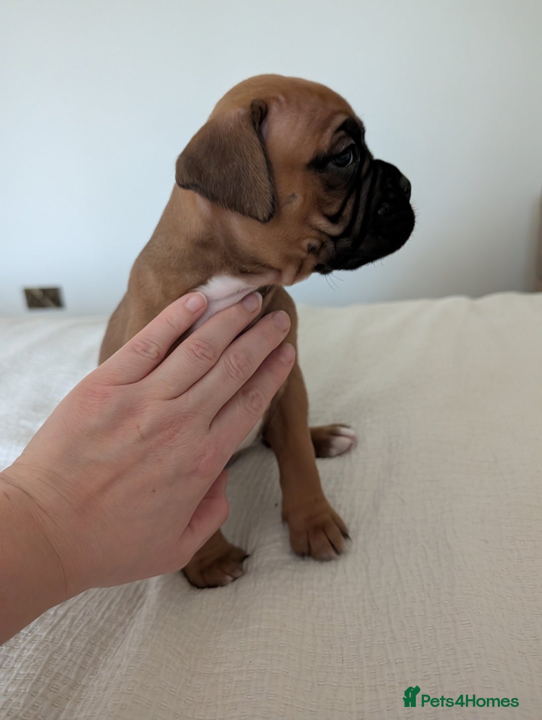 Boxer dogs for sale: Beautiful black mask bobtail/tailed boxer puppies  - Advert 24