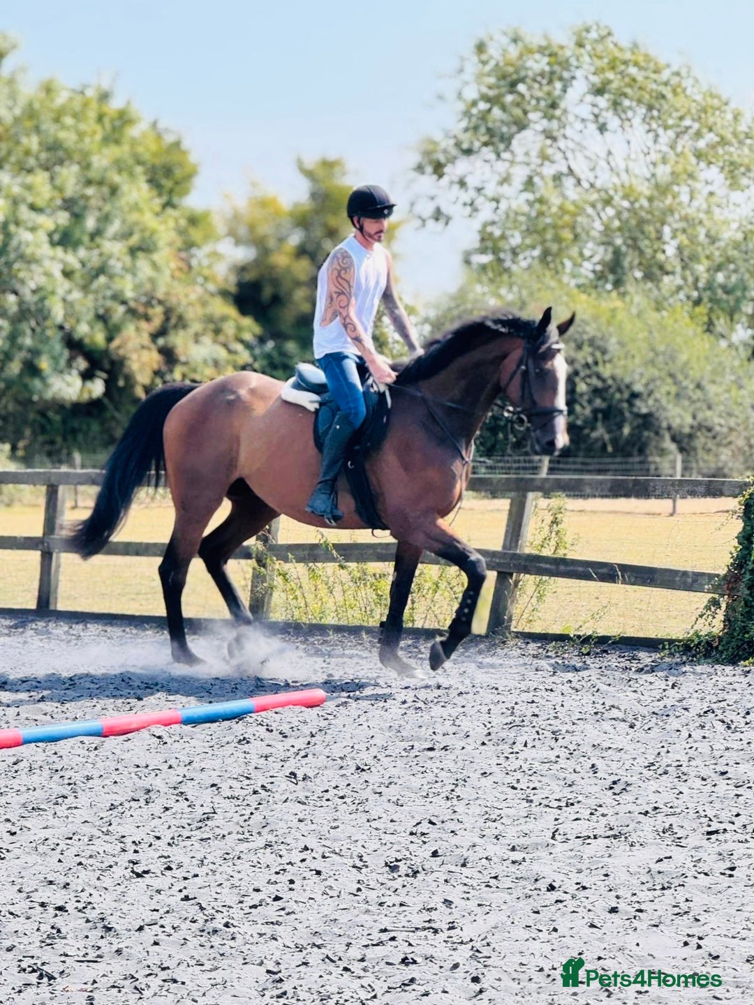Irish Thoroughbred horses for sale: 17.2 Bay Gelding  - Advert 3