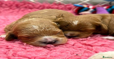 Cavapoo dogs - Advert 12