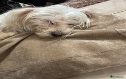 Maltese dogs for sale: Beautiful Jake Maltese boy puppy - Advert 1
