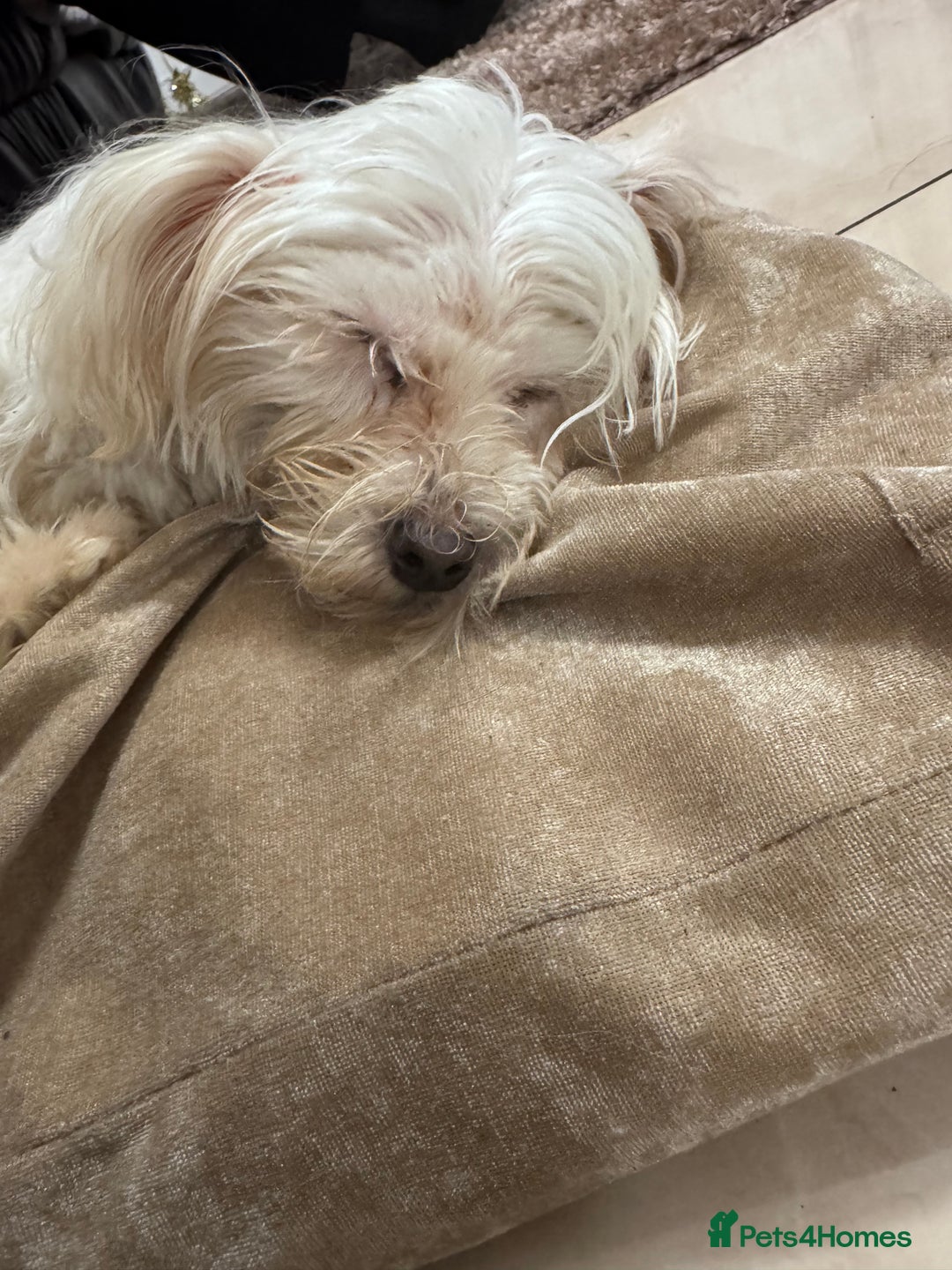 Maltese dogs for sale: Beautiful Jake Maltese boy puppy - Advert 1