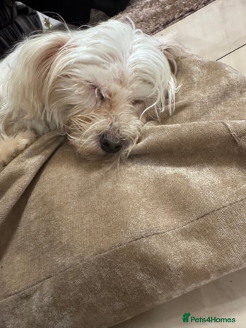 Maltese dogs Beautiful Jake Maltese boy puppy - Advert 1