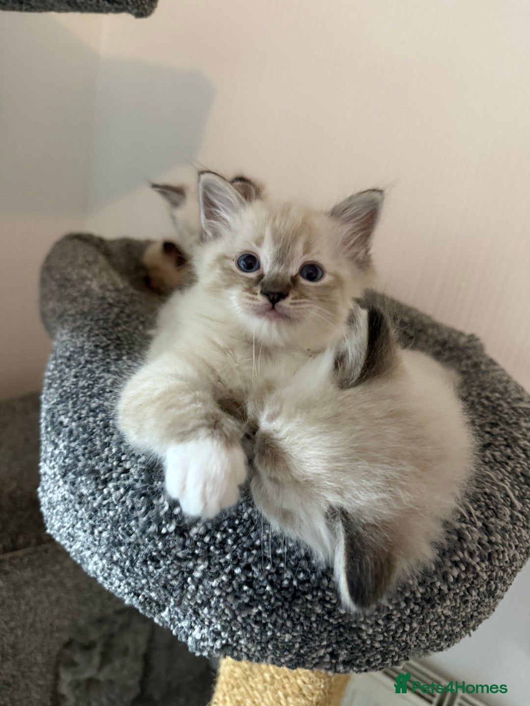 Ragdoll cats for sale: 7 beautiful seal/lynx point ragdoll kittens - Image 7