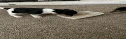 Jack Russell dogs for sale: Jack russell puppies ready to leave - Advert 3