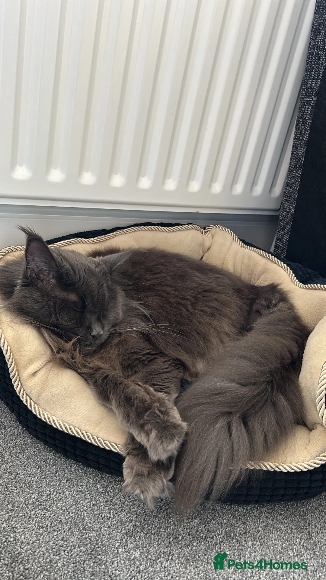Maine Coon cats for sale: Rehoming - Advert 4