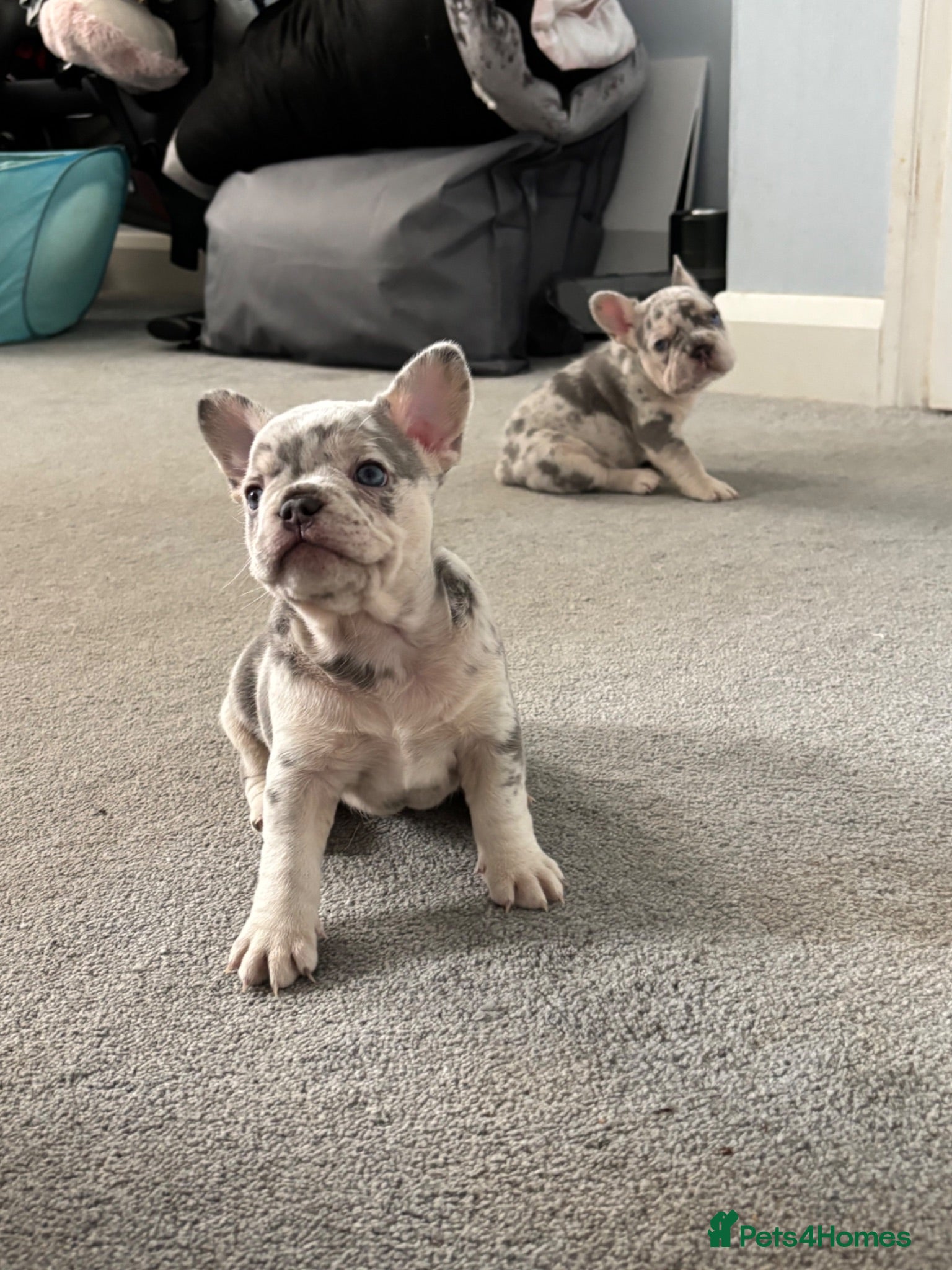 French Bulldog dogs 🐾High quality French bulldog puppies 🐾 - Advert 3