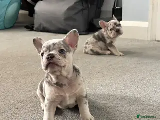 French Bulldog dogs 🐾High quality French bulldog puppies 🐾 - Advert 3