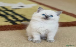 Ragdoll cats for sale:  Beautiful Blue colour point Ragdoll kittens   - Image 9