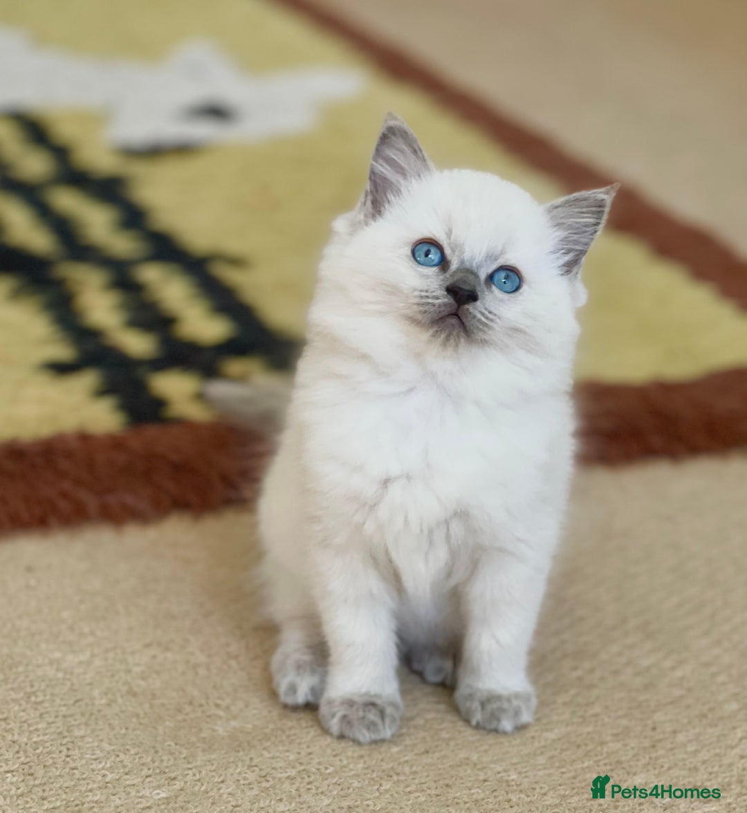 Ragdoll cats for sale:  Beautiful Blue colour point Ragdoll kittens   - Image 9