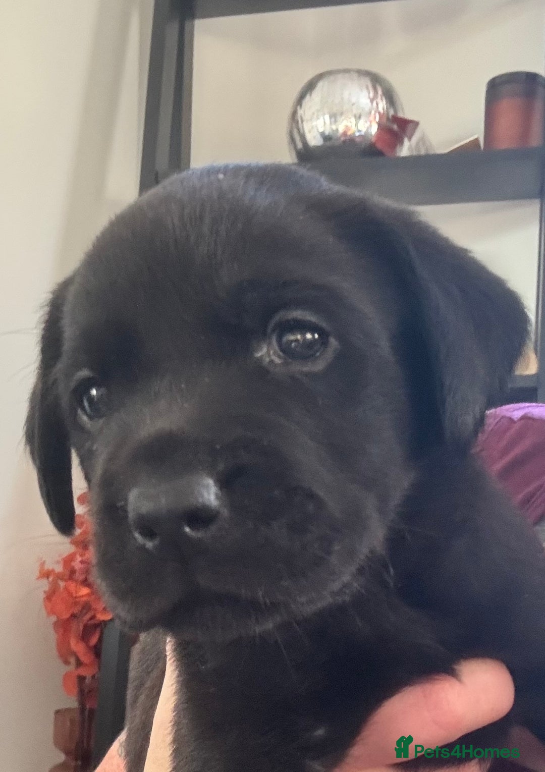 Labrador Retriever dogs for sale: 1 beautiful kc lab - Advert 7