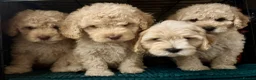 Cockapoo dogs for sale: Beautiful F2B Cockapoos  - Advert 6