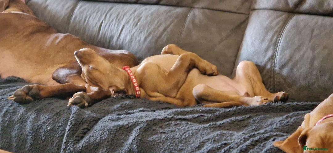 Hungarian Vizsla dogs for sale: Gorgeous bouncy and healthy vizsla pups - Image 5